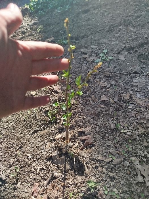 Саженцы Алычи домашней