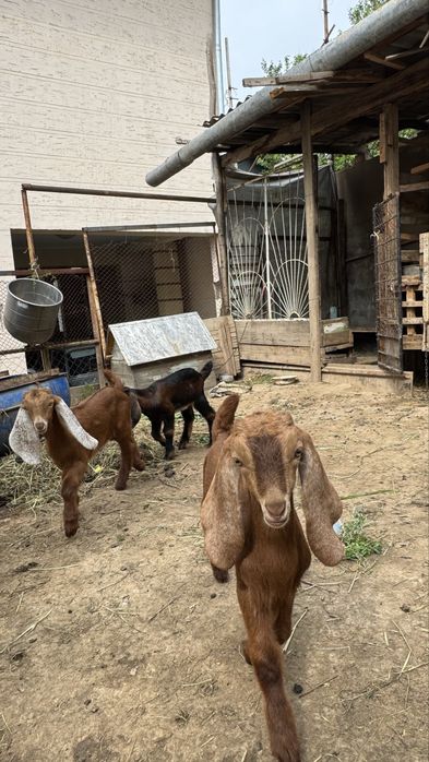 Козы Англо-нубийская