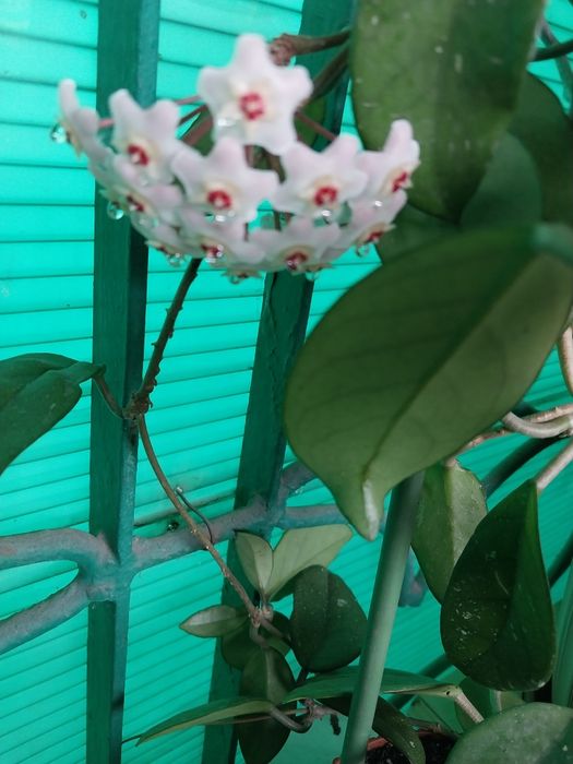 Продам комнатные растения