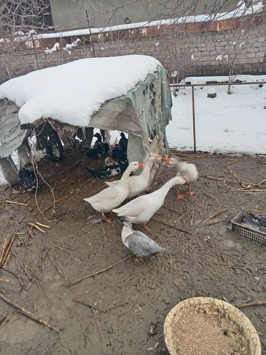 Гусь продаём успейте купить