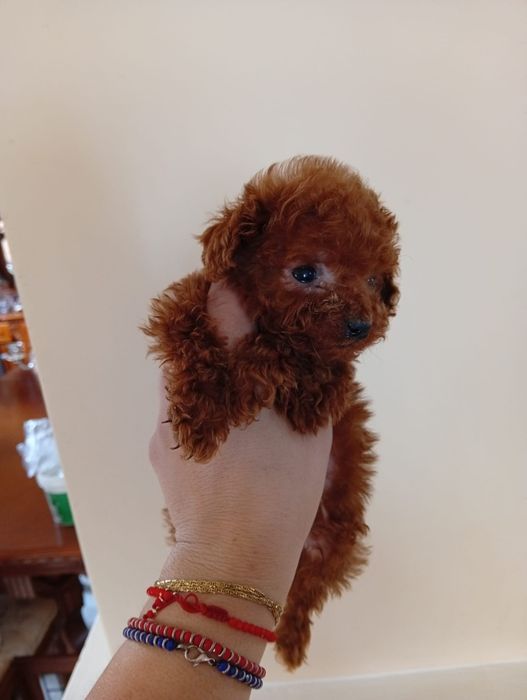 Pudel miniatura red