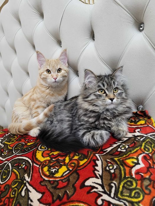 Mushiklar yaxshi kola bariladi