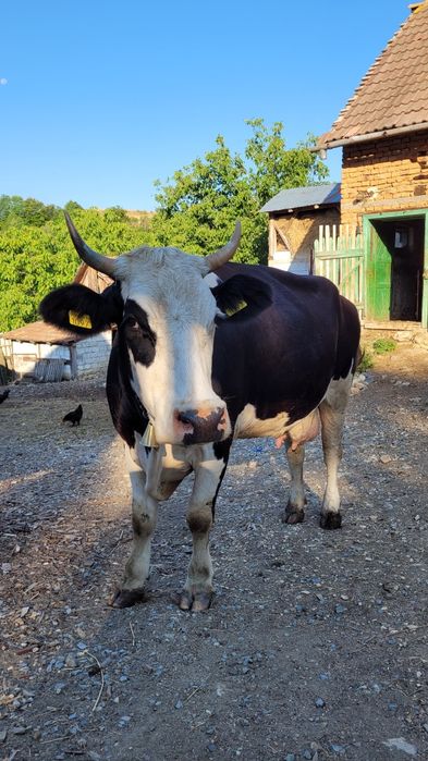 Vaca holstein tanara gestanta