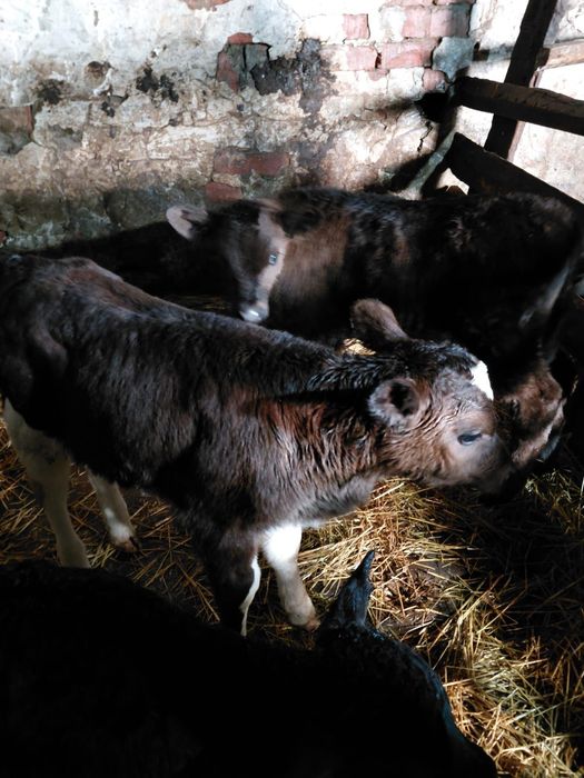 Продам 3 телочки