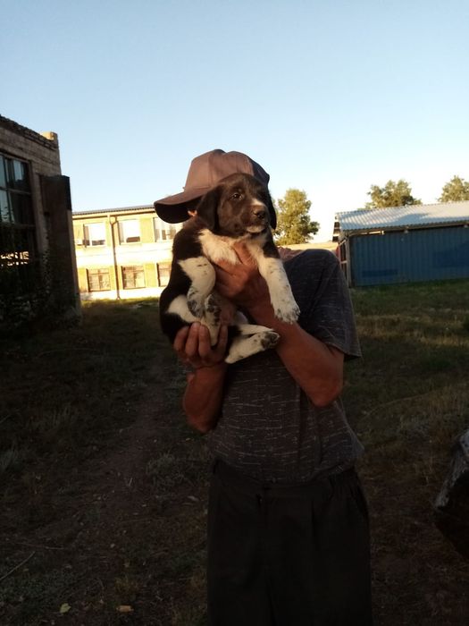 Очаровательные щенки ищут дом Бесплатно !