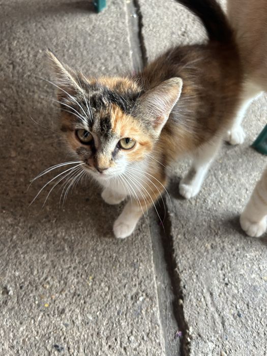 pisici adoptie!!