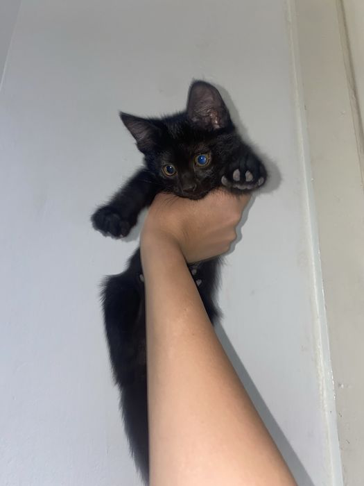 Отдаю котят бесплатно