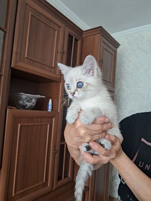 Отдадим котёнка 1 месяц]девочка]