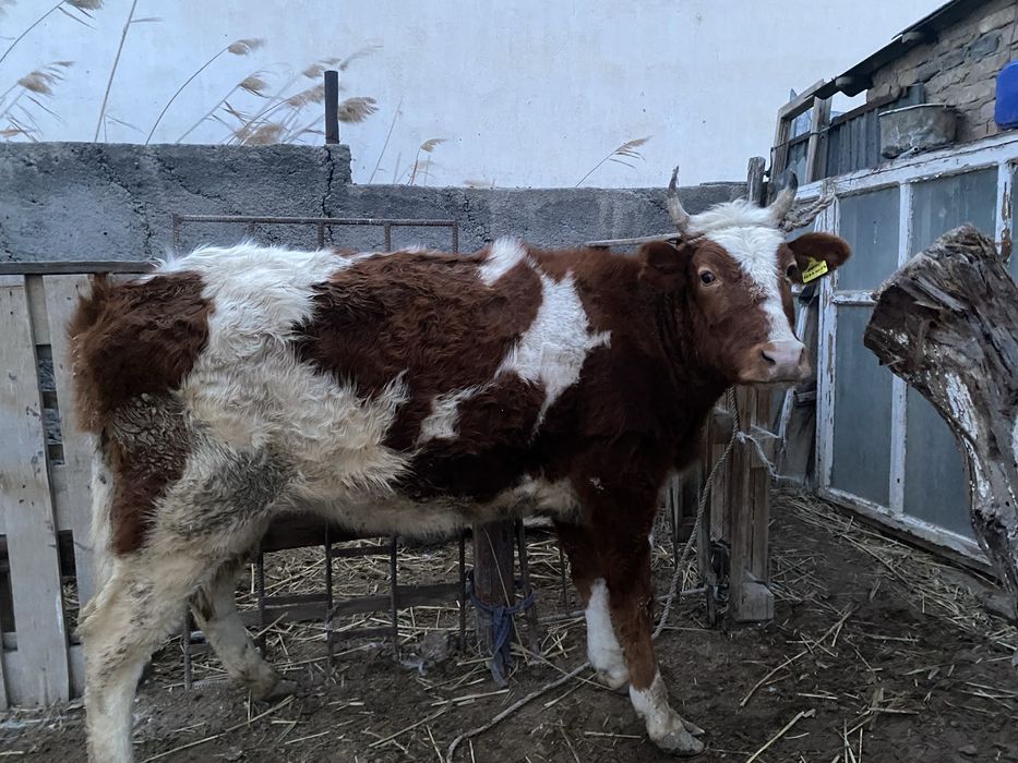 семіз сиыр сатылады