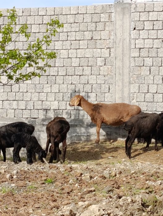 Кисир арашанг куй