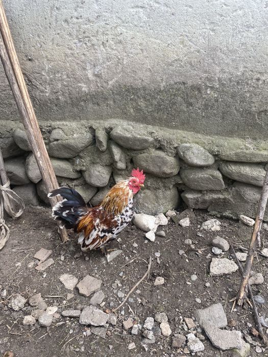 Cocoși pitici si rațoi romanesti