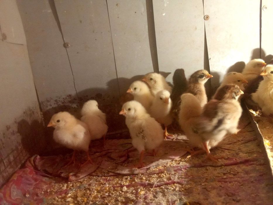 Juja joʻja жужа жужалар