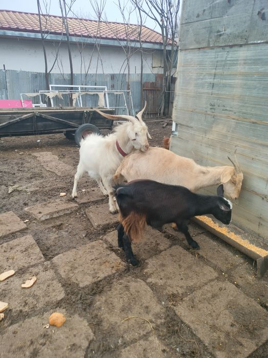 De Vânzare Țap Sanen sau variante