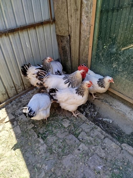 Pui de găină sussex hd