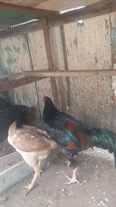 Bobo xo'roz va tovuq sotiladi