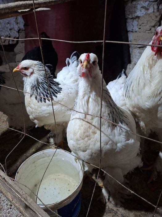 Брама товук хурозлари сотилади