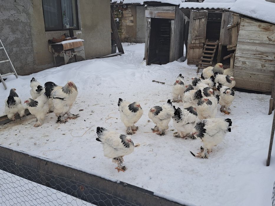 Vand oua incubat brahma hd