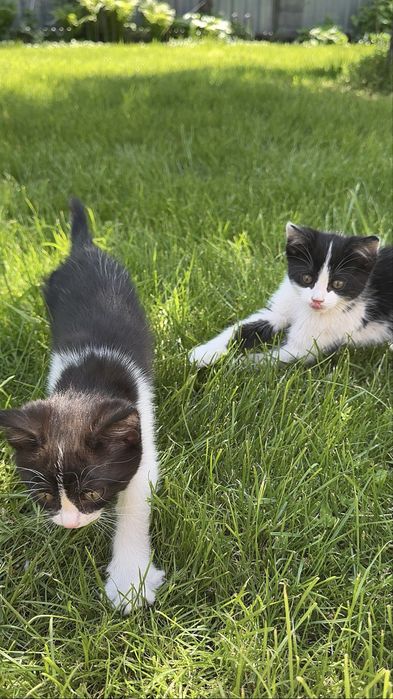 Котята бесплатно