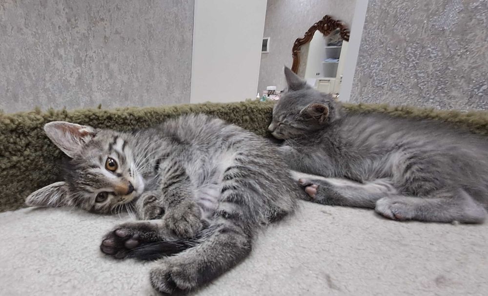 Милые котята в ответственные руки