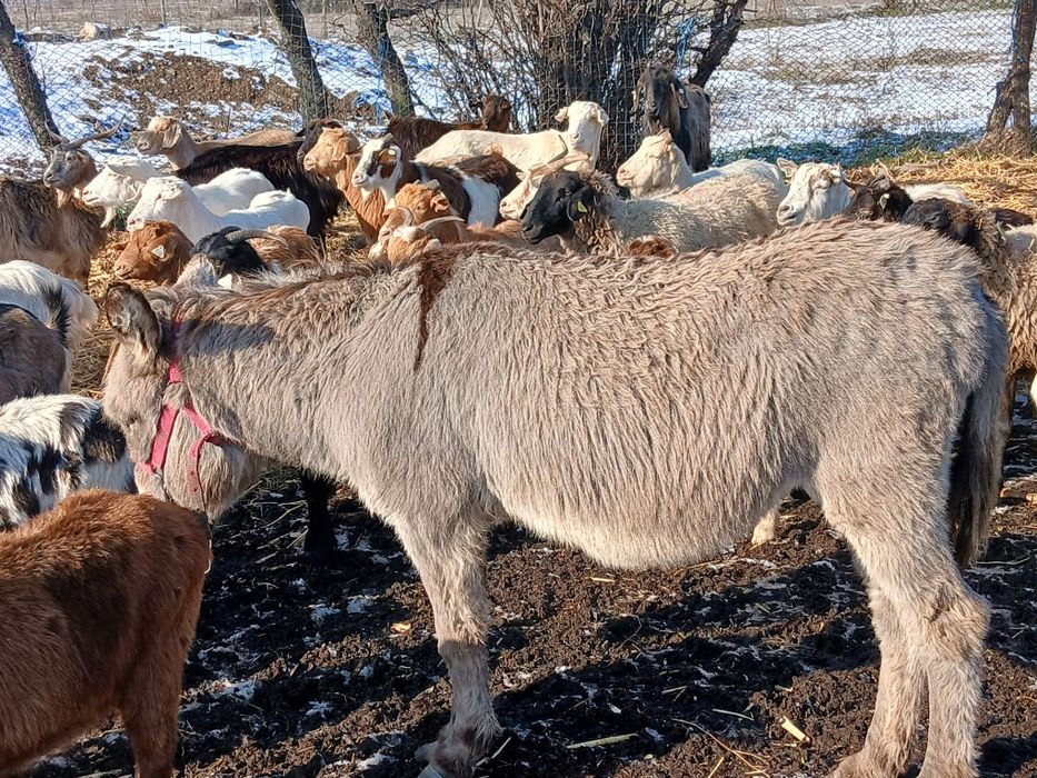 Vand capre tinere și oi carabase