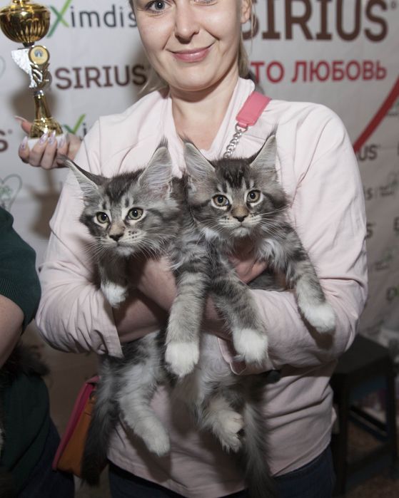Мейн кун, котята 4 месяца