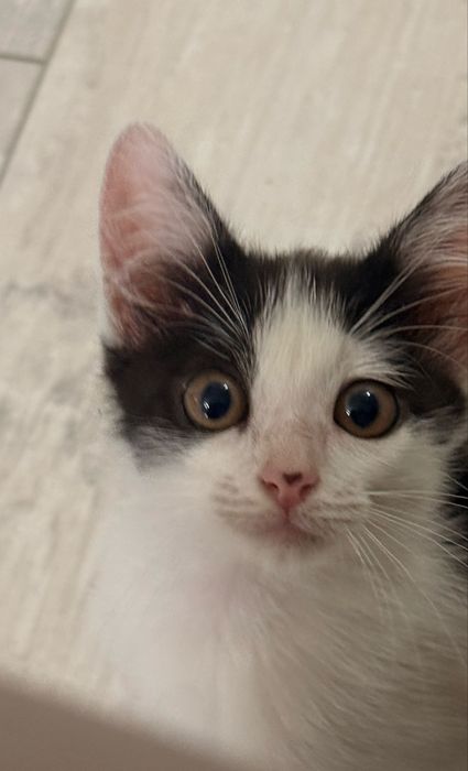 Котенок красивый