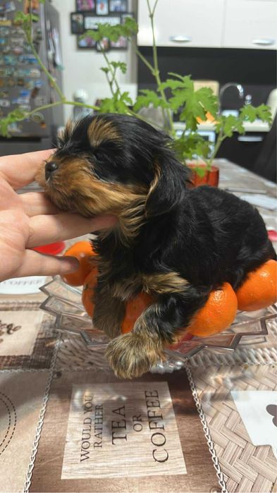 Йоркширски териер гр.Варна