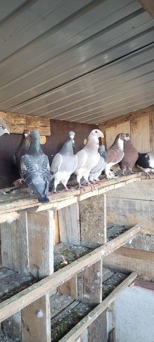 Porumbei vind sau schimb