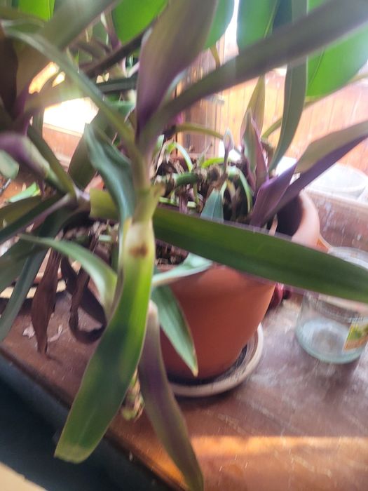 Продам цветок красивый