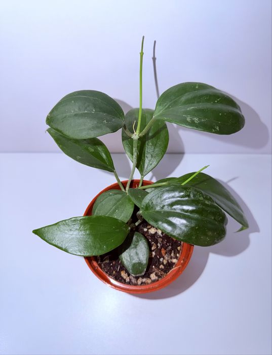 Хойя, комнатные растения, комнатные цветы