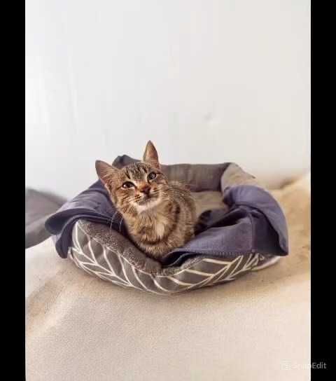Кошки, коты  в ответственные руки