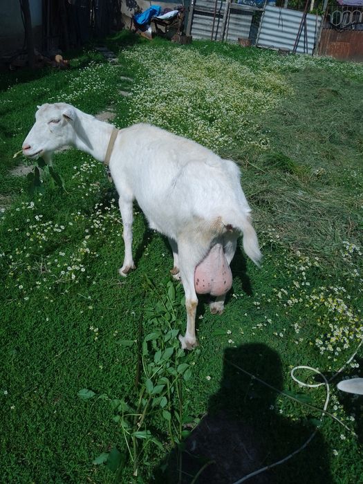 Vând doua capre rasa Sannen