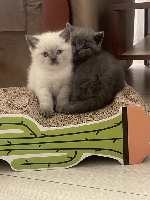 Pisici british shorthair