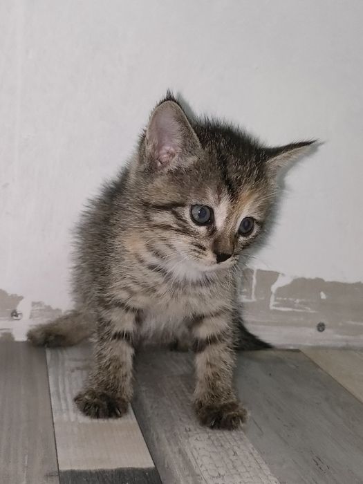 Продам котенка девочка