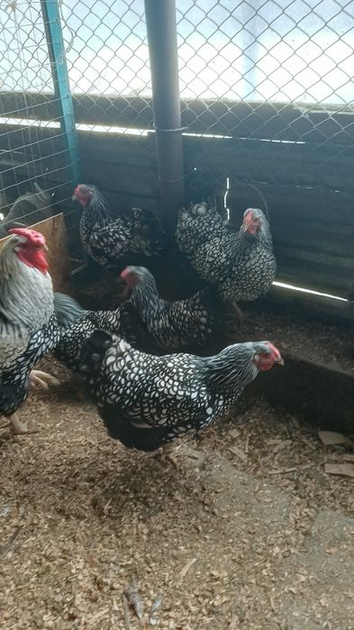 Продам виандот серебро