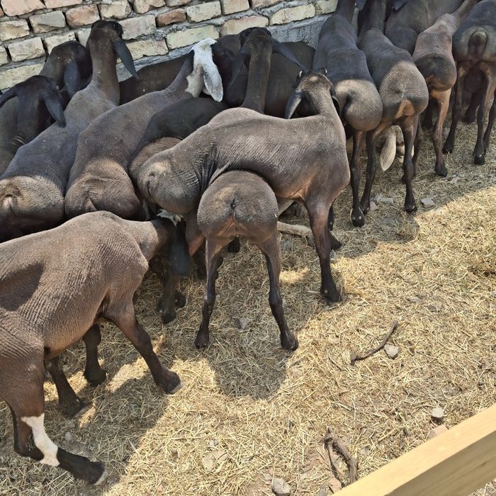 Nasildor husori qoʻylar bor