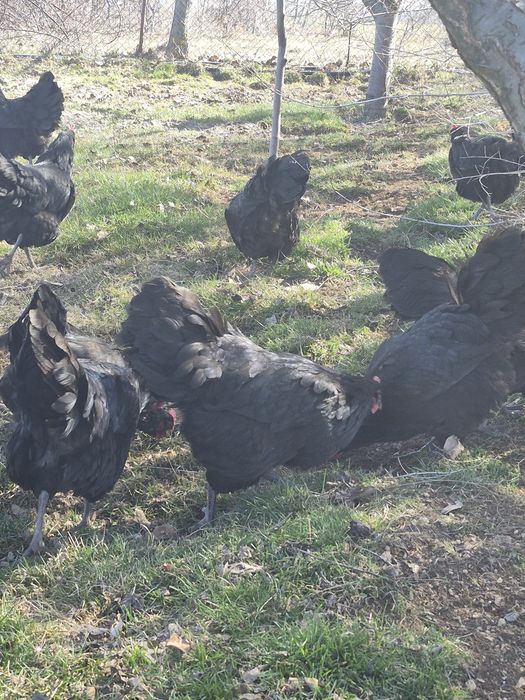 Găini australop cauta alta casa