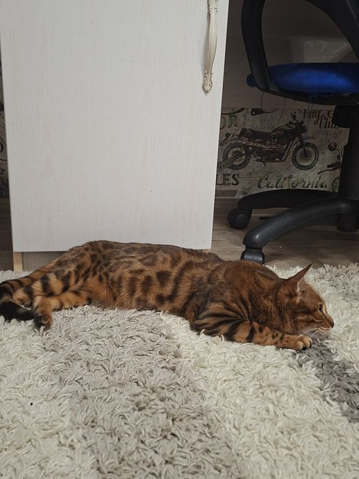 Отдам бенгальскую кошку