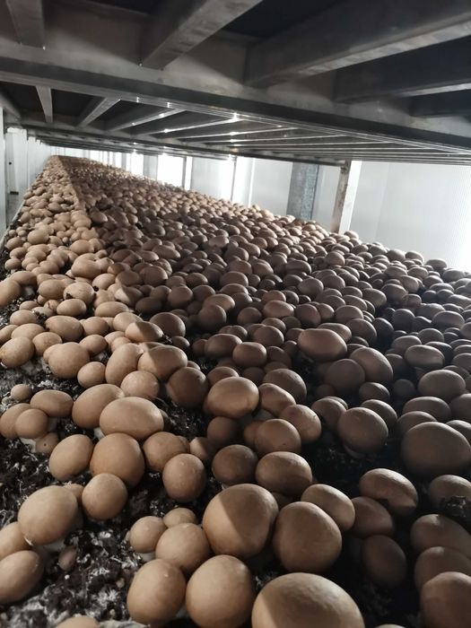 Выращивание шампиньонов