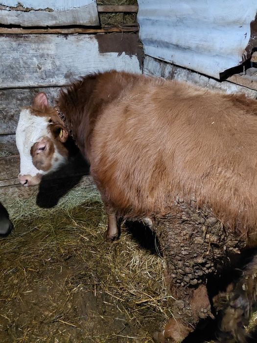 Продам бычка 10 месяцов