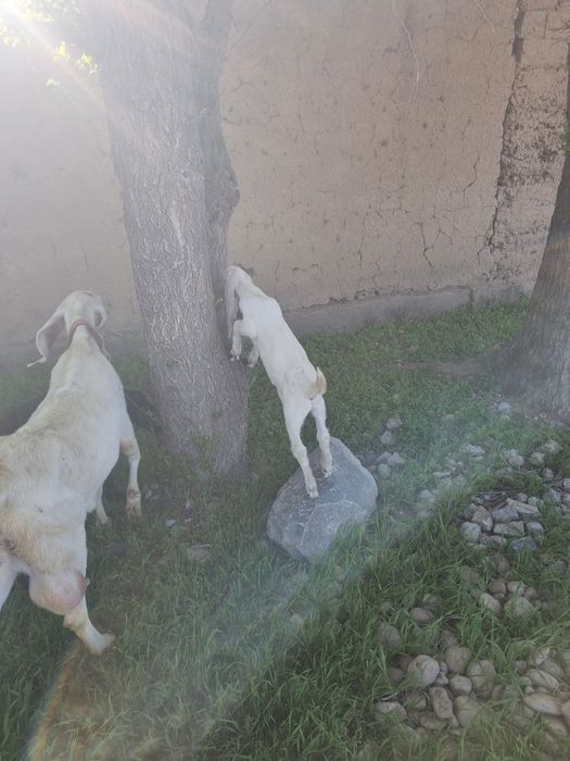 Битал ұрғашы лақ сатылады