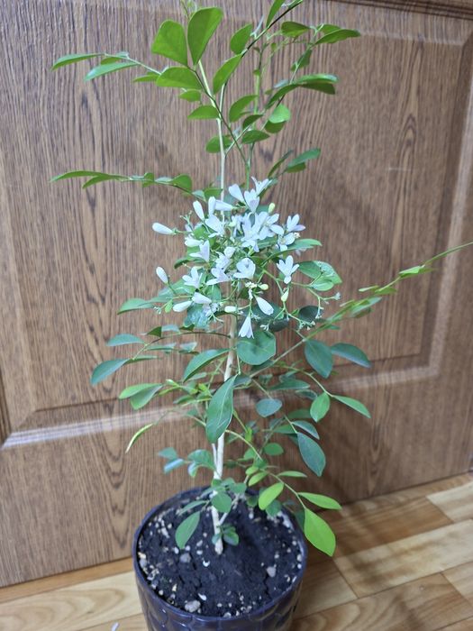 Продам Мурайю (дерево императора)