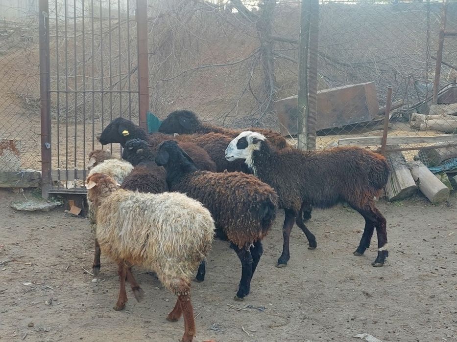 Семіз жем жеп тұрған бойдақ ургашы токтылар сатылады