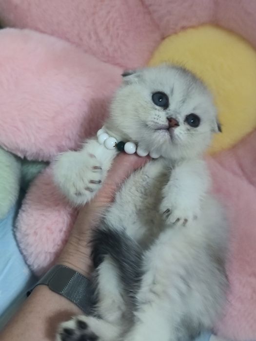 Шикарные чистокровные котята