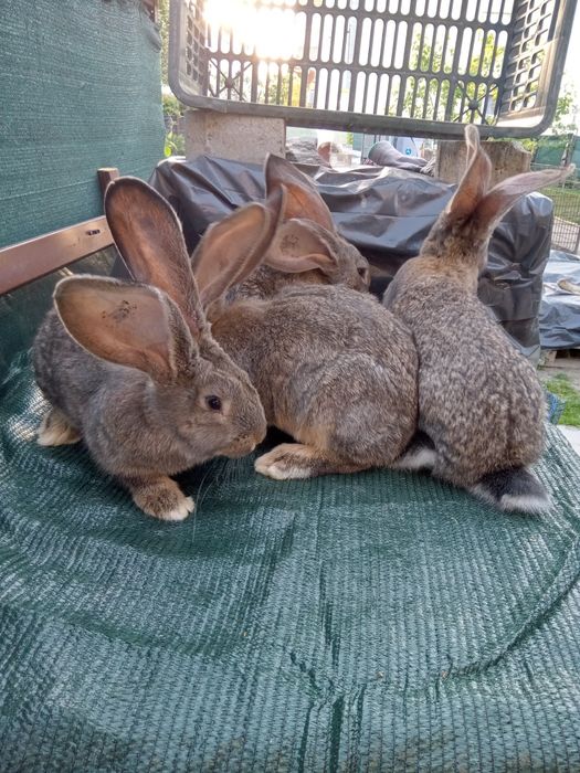 Iepuri uriaș gri german