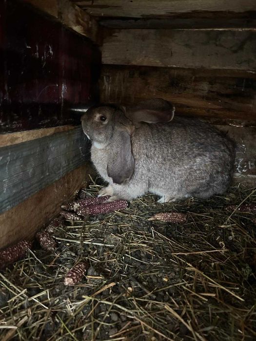 Iepuri de vanzare(Berbec German)