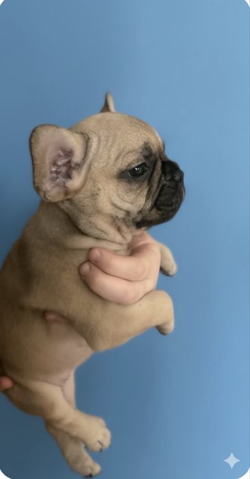 Девочки француженки