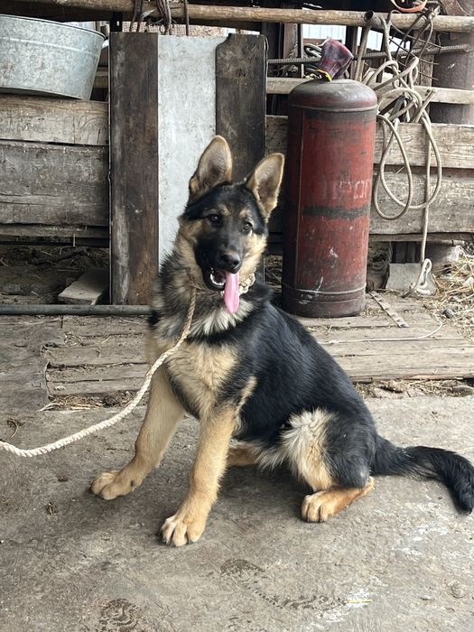 Продам немецкую овчарку