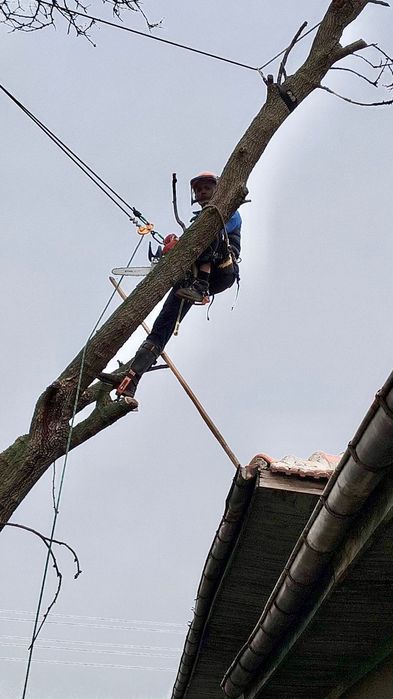 Професионално Рязане на Опасни Дървета!