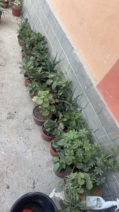 Xona gullari gullar bo
